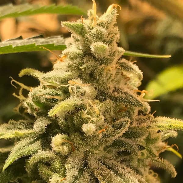 Deadcheese Seed > R-Kiem Seeds | Feminized Cannabis   |  Indica